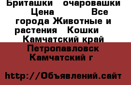 Бриташки - очаровашки.  › Цена ­ 3 000 - Все города Животные и растения » Кошки   . Камчатский край,Петропавловск-Камчатский г.